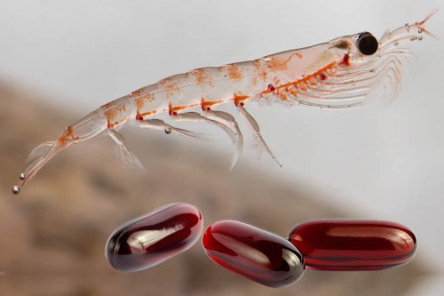 Olio Di Krill 2020 Proprietà Dosi Differenze Con Lolio