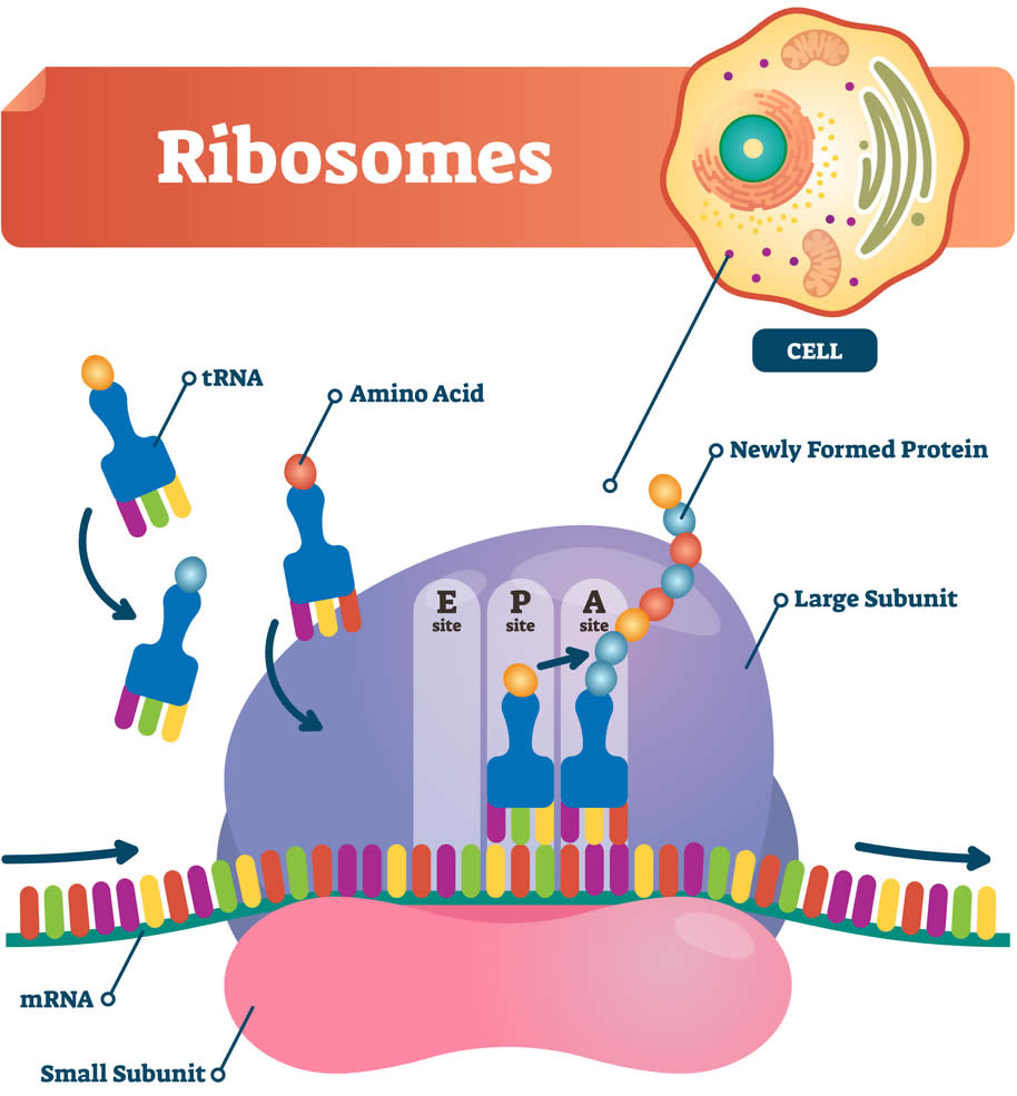 Ribosomi Sintesi Proteica
