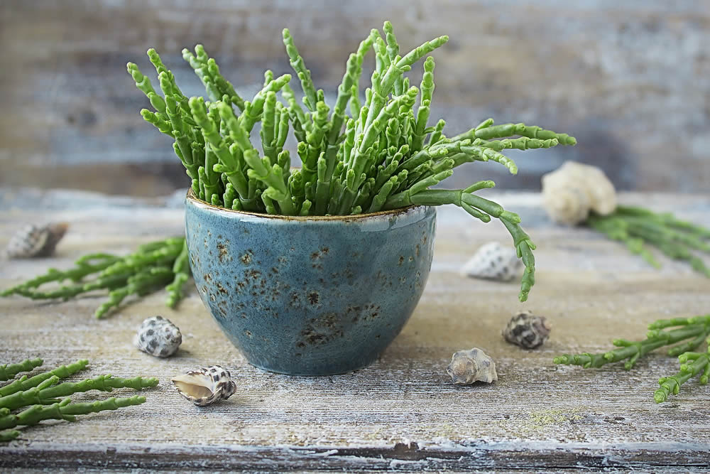 Salicornia 2019 | Proprietà, Benefici, Sapore | Come si Cucina?