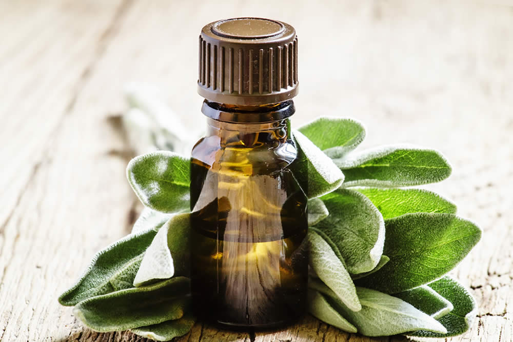 Salvia 2019 | Tutte le Proprietà | Olio Essenziale e Salute