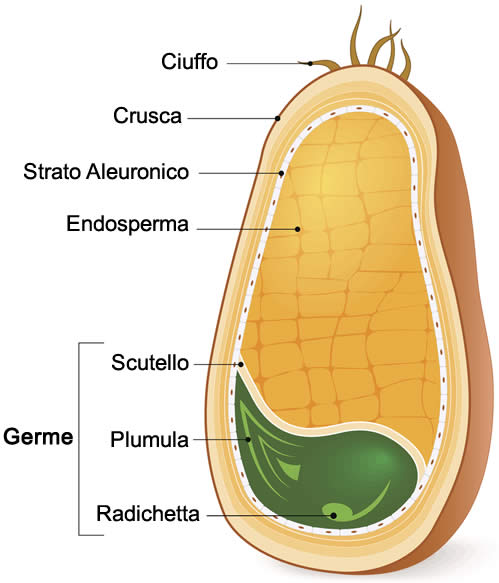 Seme di Frumento