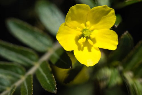 dosaggio di curcuma per disfunzione erettile