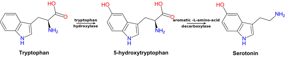 Triptofano - Serotonina