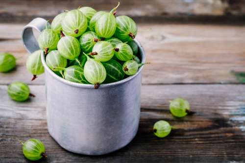 dieta di uva spina per perdere peso dieta di uva spina per perdere peso