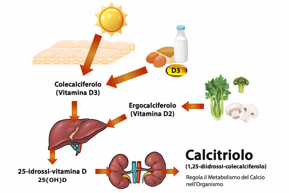 Vitamina D3 Metabolismo