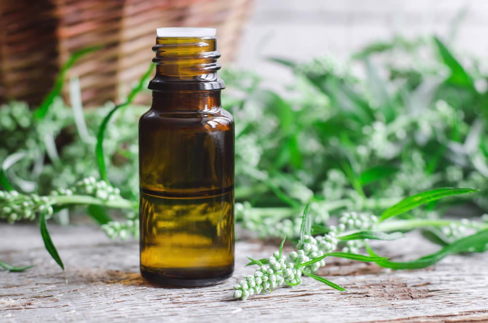 Artemisia nella Medicina Popolare
