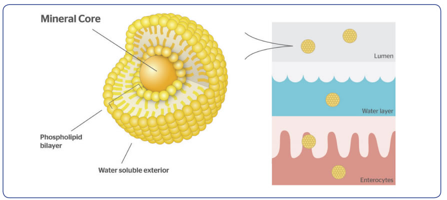 magnesio sucrosomiale