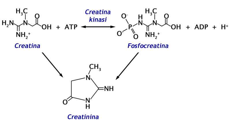 Creatinina