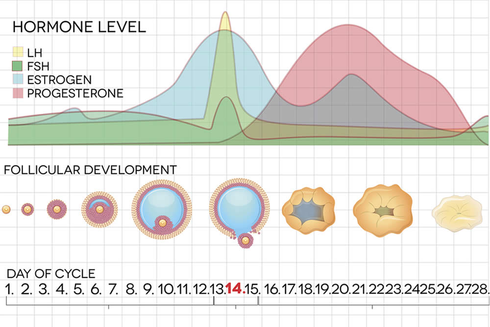 Estrogeni Ciclo Mestruale
