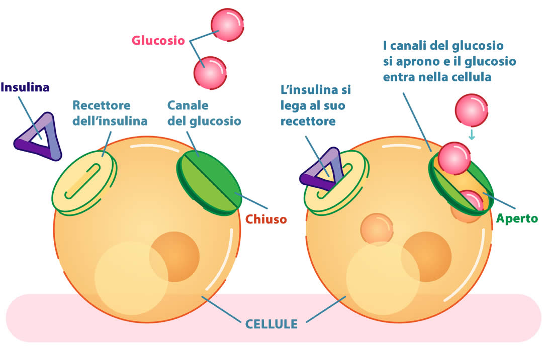 Insulina 2020 Spiegata Bene Funzioni e Salute