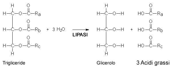 Lipasi