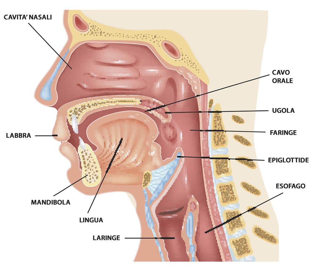 Faringe - Cos'è? Anatomia