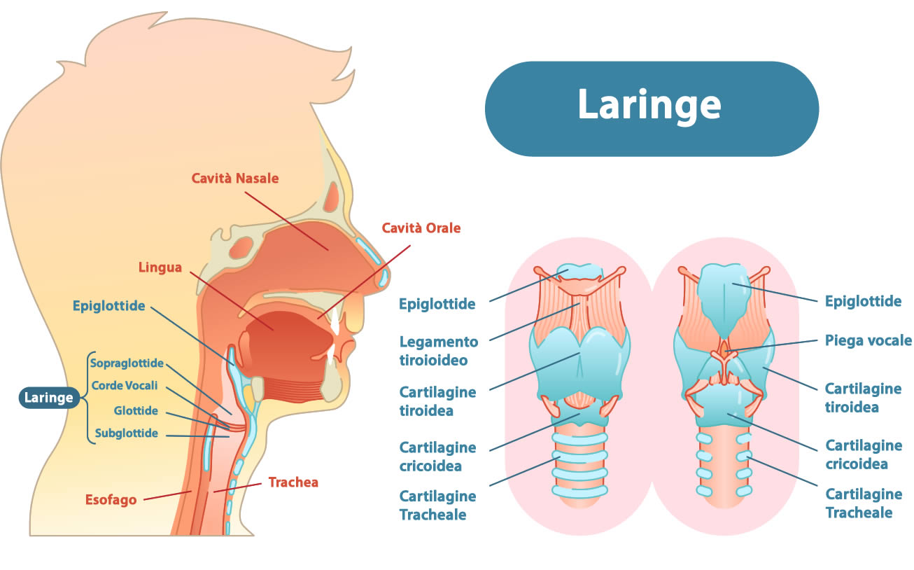 Laringe