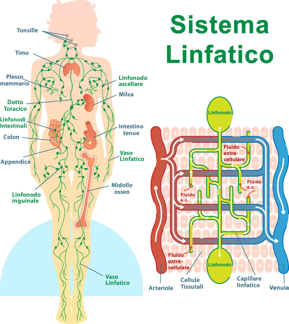 Linfonodi