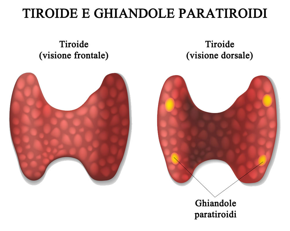 Malattie Della Tiroide Numeri Sintomi Cure Ed Esami