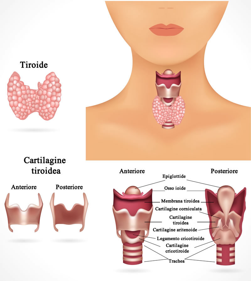 Tiroide Rapporti