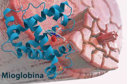 In questo articolo parliamo della Mioglobina, analizzandone la struttura e le funzioni nell'organismo. Quali Caratteristiche la Differenziano dall'Emoglobina? Analisi del Sangue e Possibili Cause di Mioglobina Alta