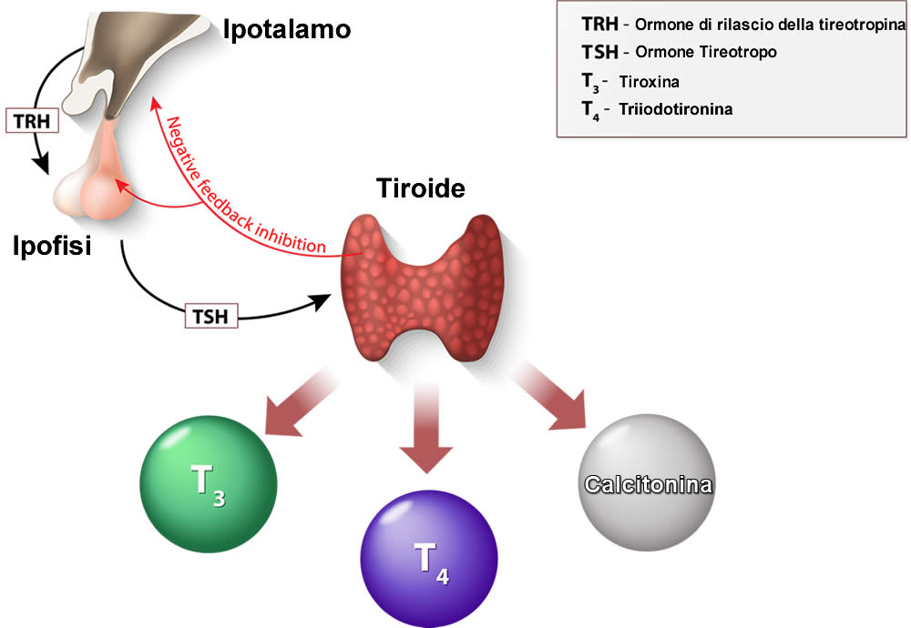 Ormoni Tiroidei