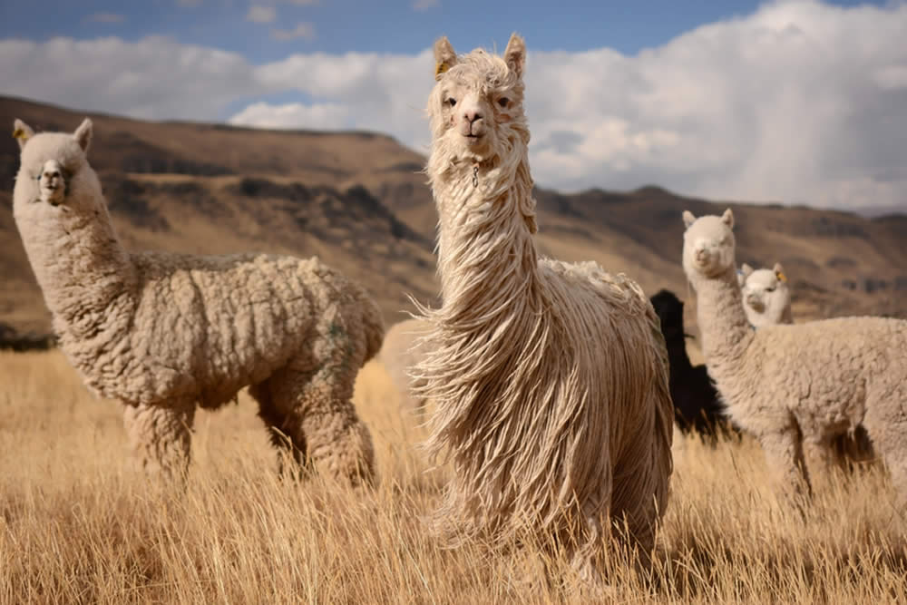 Alpaca - Caratteristiche e Proprietà Abbigliamento in Alpaca