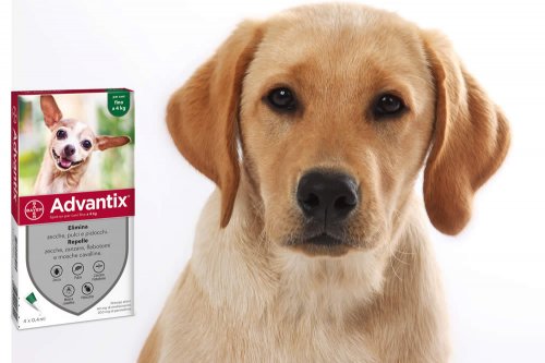 Advantix Cani 2019 Cosè A Cosa Serve Fa Male Uso E Opinioni