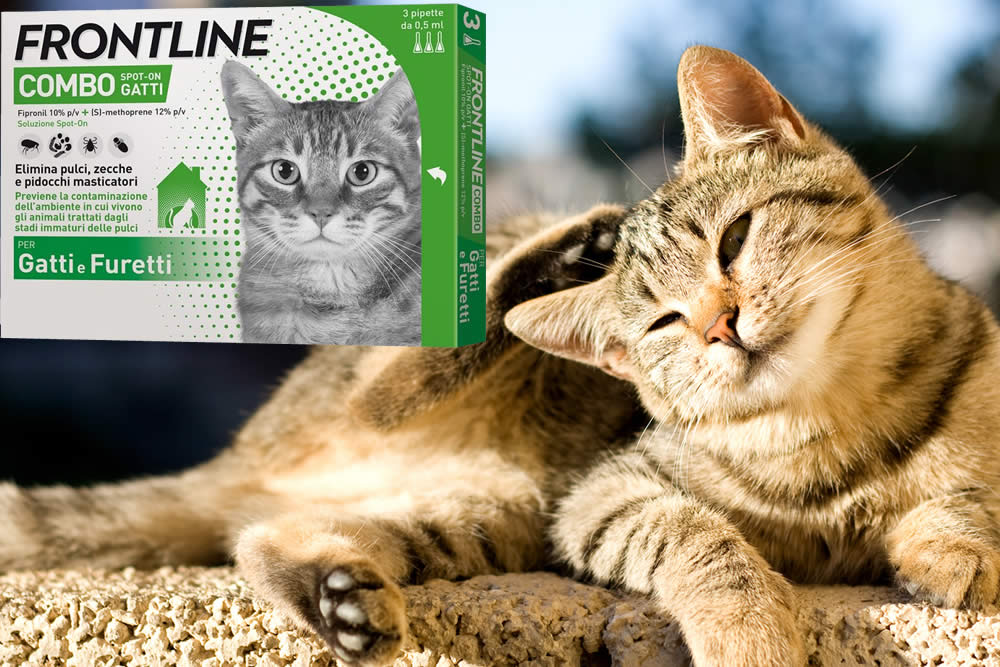 Frontline Gatti Cos'è? A Cosa Serve? Fa Male? Uso e Opinioni