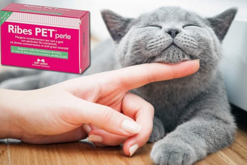 Ribes Pet Perle | Cos'è? A Cosa Serve? Fa Male? Uso e Opinioni