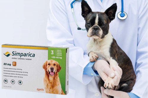 in che modo i cuccioli ottengono le zecche